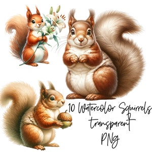 10 écureuil PNGs Transparent aquarelle Clipart téléchargement numérique tout usage commercial, écureuil floral mignon, illustration de fabrication de cartes de haute qualité