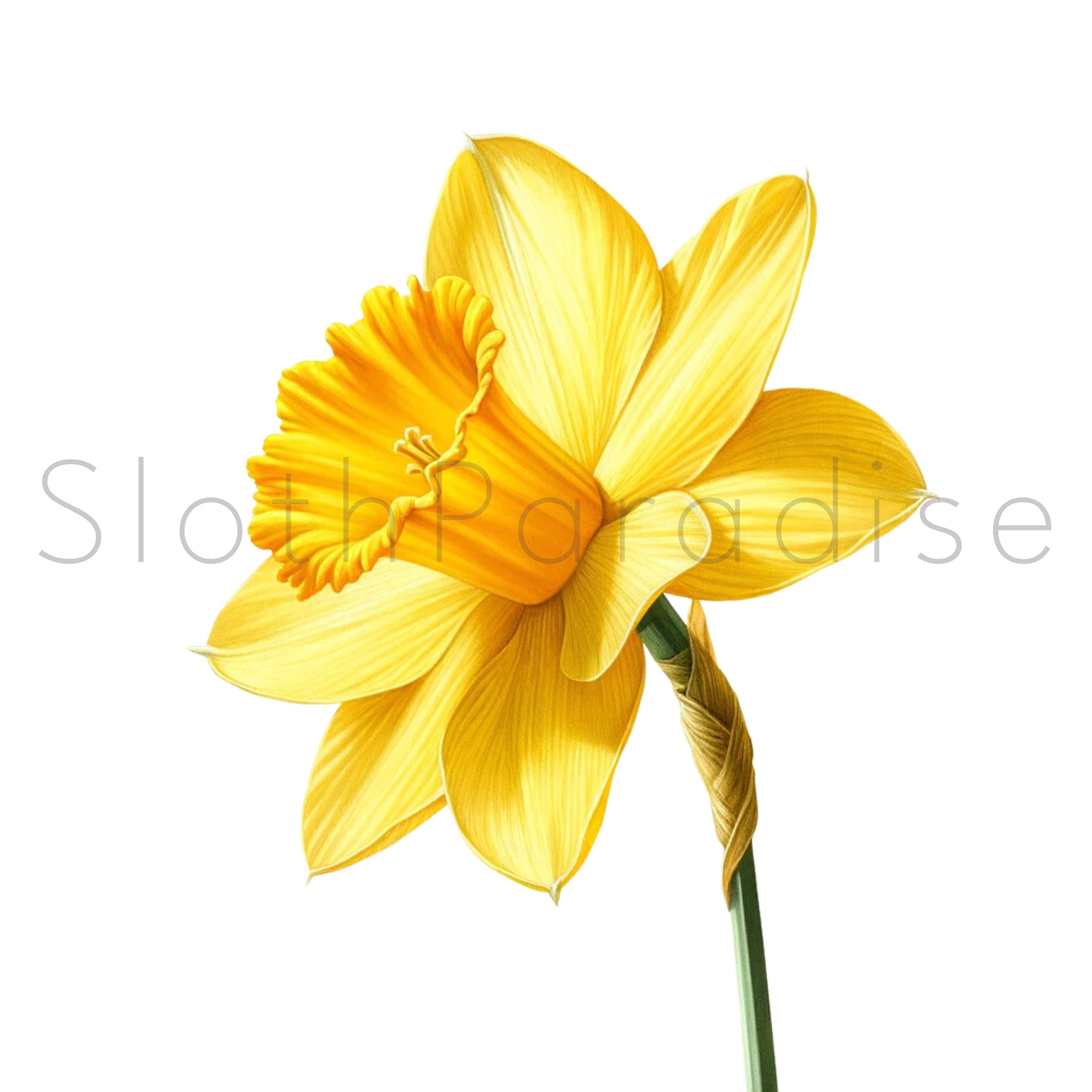 22 PNG Daffodils Transparent Watercolor Clipart Digital Download ...