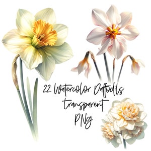 22 PNG Jonquilles Transparent Aquarelle Clipart Téléchargement numérique Utilisation commerciale, Fleurs de jonquille, illustration de fabrication de cartes de haute qualité