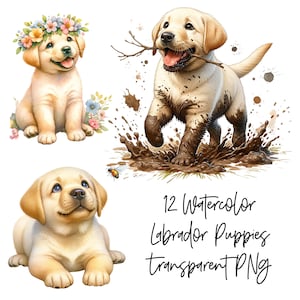 12 Labrador puppy PNGs Transparent Watercolor Clipart Digital Download Commercial Use, Labrador retriever dog, high quality illustration