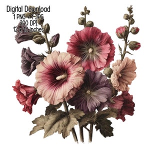Beautiful Vintage hollyhocks clipart illustration Commercial Use Sublimation designs, transparent PNG, JPG instant digital download