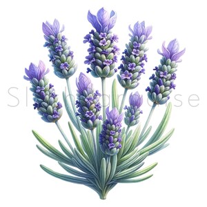17 JPG Lavanda Acquerello Clipart Digital Download Uso commerciale, Fiori di lavanda, arte stampabile di illustrazione di creazione di carte di alta qualità