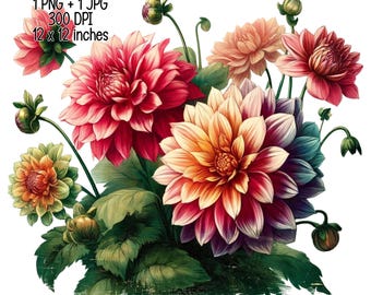 Dahlia flowers Vintage vibe clipart illustration adorable floral Commercial Use Sublimation designs, transparent PNG, JPG digital download