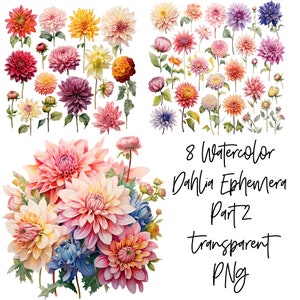 8 PNG Dahlia Ephemera kwiaty część 2 Przezroczysty akwarelowy clipart Cyfrowe pobieranie Komercyjne wykorzystanie, tworzenie kartek ilustracja