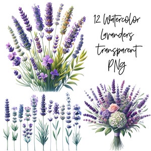 12 PNG Lavanda Transparente Acuarela Clipart Descarga Digital Uso Comercial, Flores de Lavanda, Ilustración de fabricación de tarjetas de alta calidad