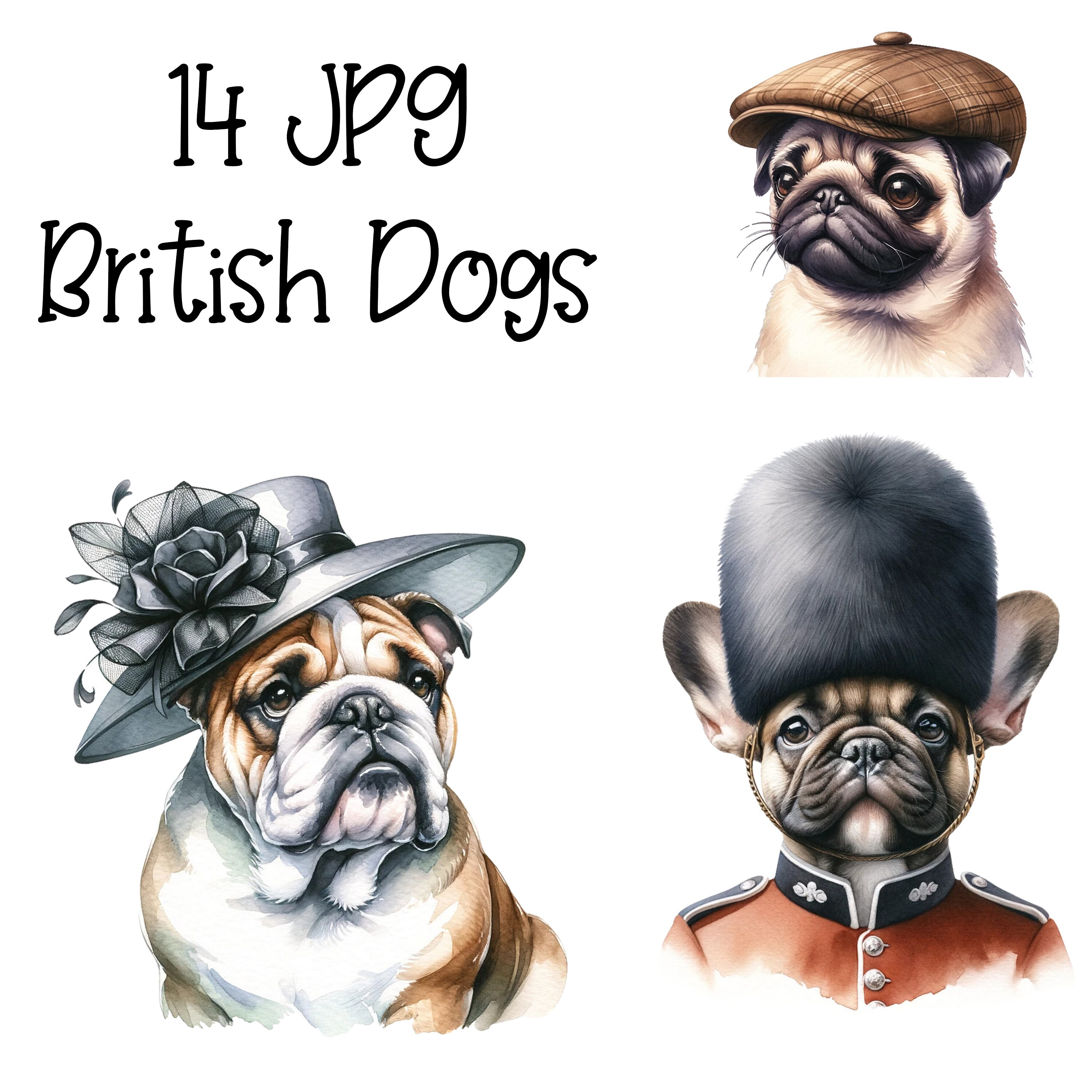 14 JPG イギリスの犬 イギリスのイギリスの犬 水彩 デジタル