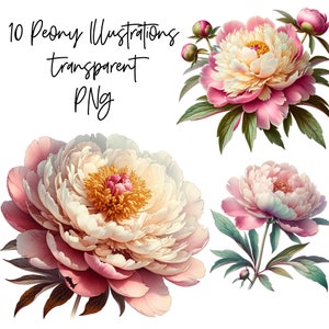 10 PNG Pivoines Illustration botanique Transparent Aquarelle Clipart Digital Download Utilisation commerciale, Fleurs de pivoine fabrication de cartes de haute qualité