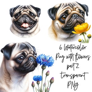 6 PNG Pug Dog z kwiatami Część 2 Przezroczysty Akwarela Clipart Cyfrowe Pobieranie Komercyjne Wykorzystanie, tworzenie kartek ilustracja do druku sztuka