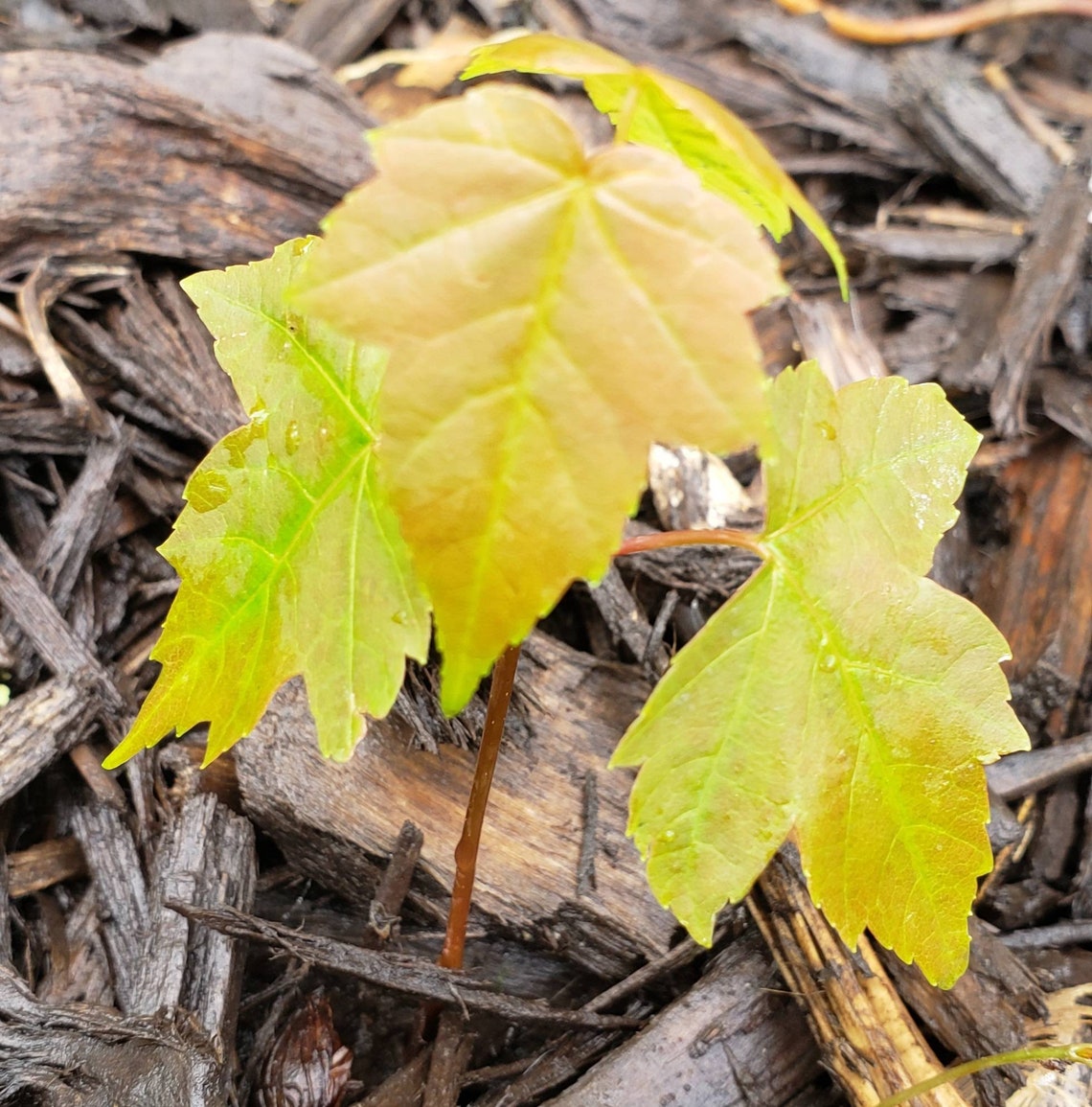 Sugar Maple Tree Seedling | Etsy