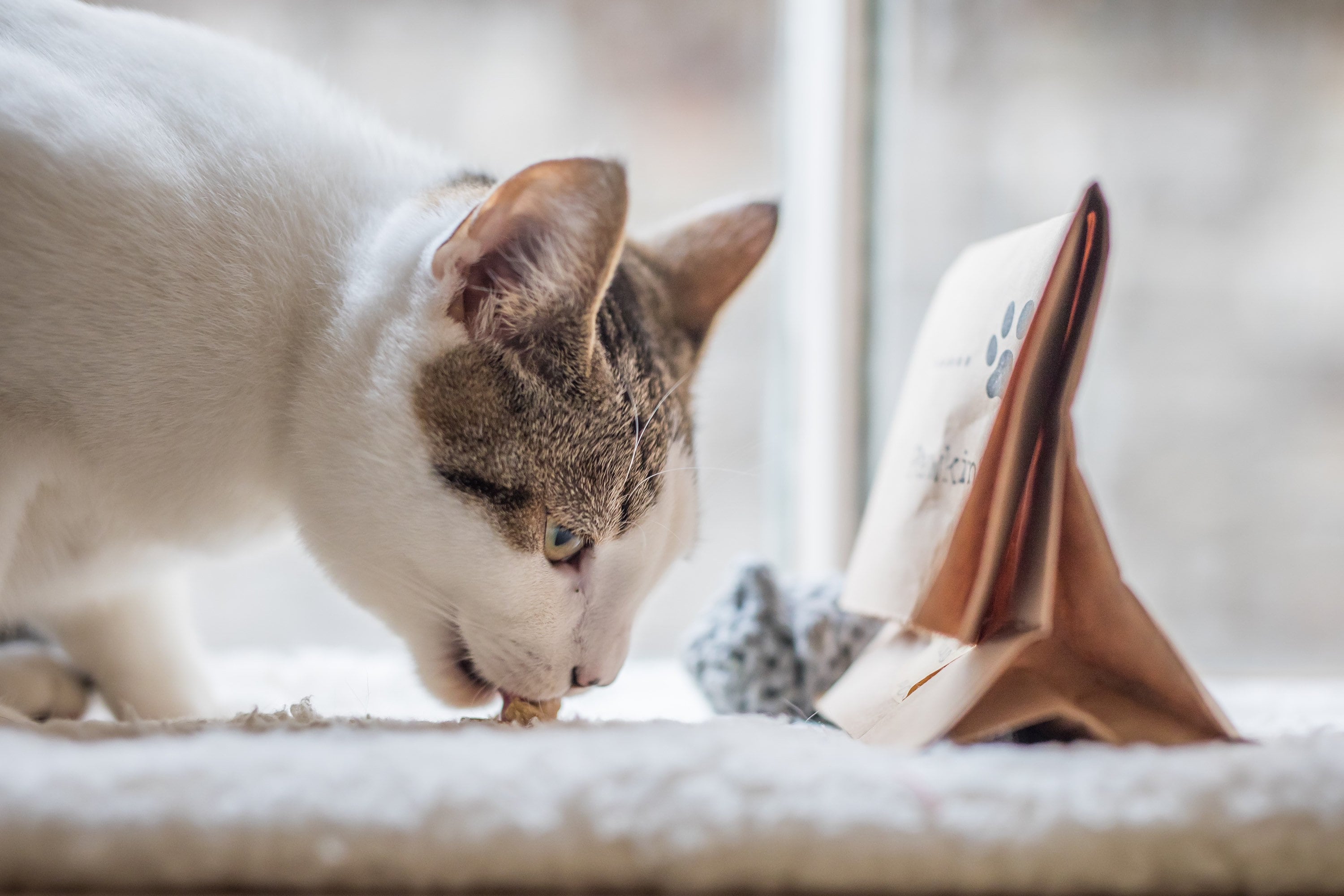 Homemade Cat Treats Healthy Cat Treats Cheese Cat Treats Etsy