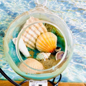 Seashell sale night lights