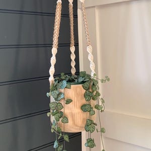 May include: A wooden hanging planter with a green plant with heart-shaped leaves. The planter is suspended from a white and beige macrame cord.