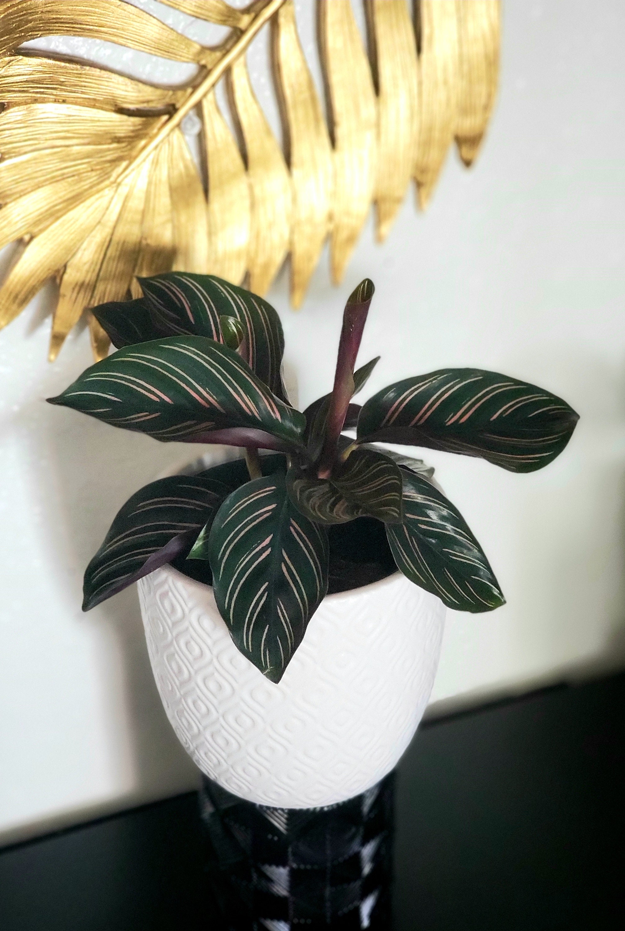 Calathea Ornata (Pinstripe Plant - 4" Pot) Live Tropical Housepl…