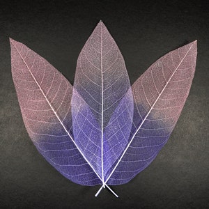 3 feuilles de squelette transparentes en vrai magnolia