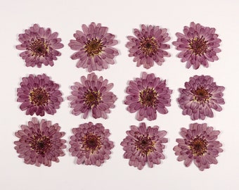 12 pcs Pressed Chrysanthemum Flowers