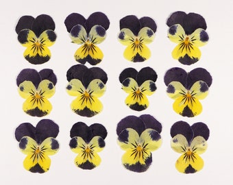 12 pcs Pressed Bicolor Pansy Dried Flowers