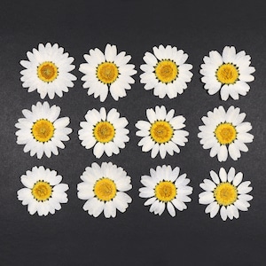 Fleurs de marguerite pressées pour travaux manuels, résine, journaux, scrapbooking, fabrication de cartes - 12 pcs fleurs de camomille plates blanches séchées