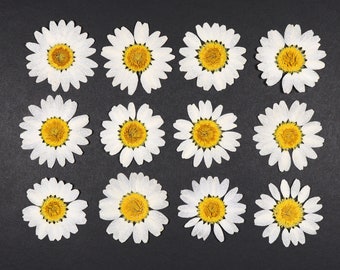 Pressed Daisy Flowers for Crafts, Resin, Journals, Scrapbooking, Cardmaking - 12 pcs Natural Dried White Flat Chamomile Flower