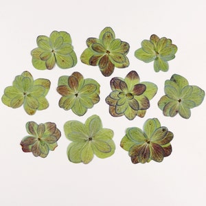Fleurs d'automne pressées pour travaux manuels, résine, journal, scrapbooking, fabrication de cartes - 10 fleurs d'hortensia multipétales séchées
