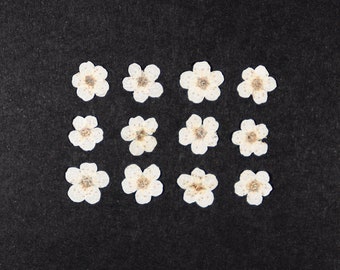 Pressed Tiny Flowers for Crafts, Resin, Journal, Scrapbooking, Cardmaking - 12 pcs White Dried Spirea
