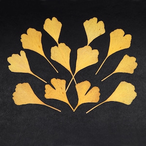 Petites feuilles de ginkgo jaunes d'automne naturelles pour travaux manuels, résine, journal, fabrication de cartes - 12 pcs cadeau jardin pour amoureux de la nature