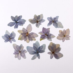 Fleurs pressées pour travaux manuels, résine, carnet de notes, scrapbooking, fabrication de cartes - 10 pcs fleurs d'hortensia bleu multipétale séchées