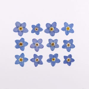 Petites fleurs bleues pressées pour myosotis pour travaux manuels, résine, journal, scrapbooking, fabrication de cartes - 12 petites fleurs naturelles