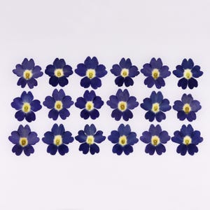 Fleurs bleues pressées pour travaux manuels, résine, carnet, scrapbooking, fabrication de cartes - 18 pcs verveine séchée bleue