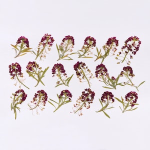 Petites fleurs violettes pressées pour travaux manuels, résine, journal, scrapbooking, fabrication de cartes - 18 têtes Alyssum