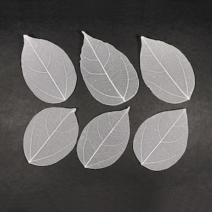 White See-through Flat Vein Skeleton Leaves for Crafts, Resin, Journals, Scrapbooking, Cardmaking 6 pcs Lacy Leaf image 1