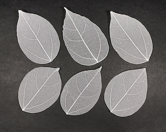 White See-through Flat Vein Skeleton Leaves for Crafts, Resin, Journals, Scrapbooking, Cardmaking - 6 pcs Lacy Leaf