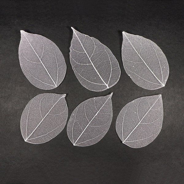 White See-through Flat Vein Skeleton Leaves for Crafts, Resin, Journals, Scrapbooking, Cardmaking - 6 pcs Lacy Leaf