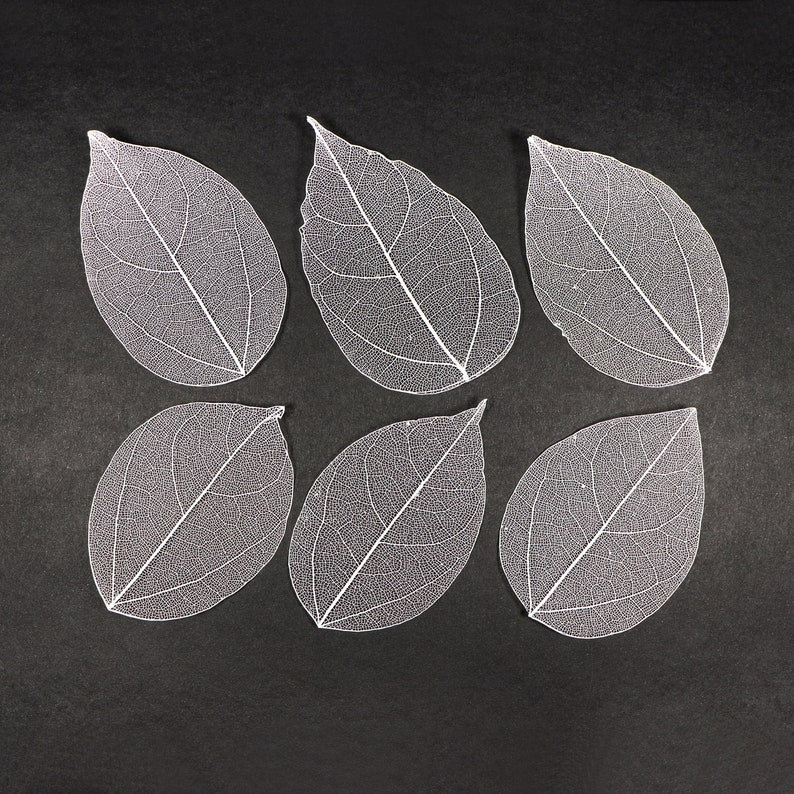 White See-through Flat Vein Skeleton Leaves for Crafts, Resin, Journals, Scrapbooking, Cardmaking 6 pcs Lacy Leaf image 1