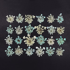 Petites fleurs pressées en dentelle pour travaux manuels, résine, journaux, scrapbooking, fabrication de cartes - 24 dentelles de la reine Anne, séchées et teintes en bleu vert