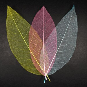 3 pcs Real Magnolia See-through Skeleton Feuilles