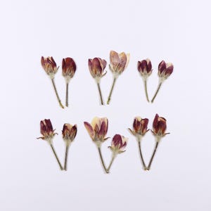 Petites fleurs roses pressées pour travaux manuels, résine, journal, scrapbooking, fabrication de cartes - 12 pcs fleurs de pommier rose beige