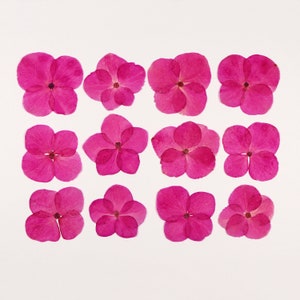 Fleurs magenta pressées pour travaux manuels, résine, journal, scrapbooking, fabrication de cartes - 12 fleurs d'hortensia séchées