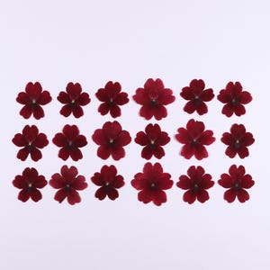 Fleurs rouges pressées pour travaux manuels, résine, carnet de notes, scrapbooking, fabrication de cartes - 18 pcs verveine rouge foncé séchée