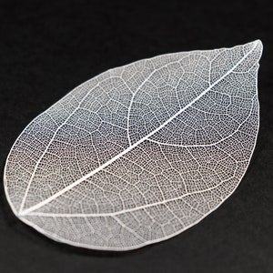 White See-through Flat Vein Skeleton Leaves for Crafts, Resin, Journals, Scrapbooking, Cardmaking 6 pcs Lacy Leaf image 4