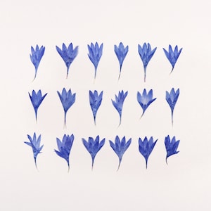 Petits pétales bleus pressés pour travaux manuels, résine, journal, scrapbooking, fabrication de cartes - 18 pcs pétales de bleuets séchés