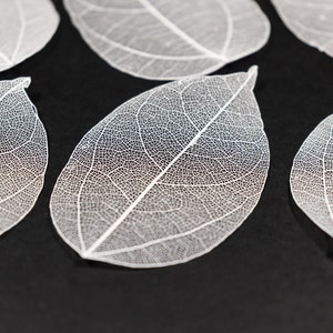 White See-through Flat Vein Skeleton Leaves for Crafts, Resin, Journals, Scrapbooking, Cardmaking 6 pcs Lacy Leaf image 3