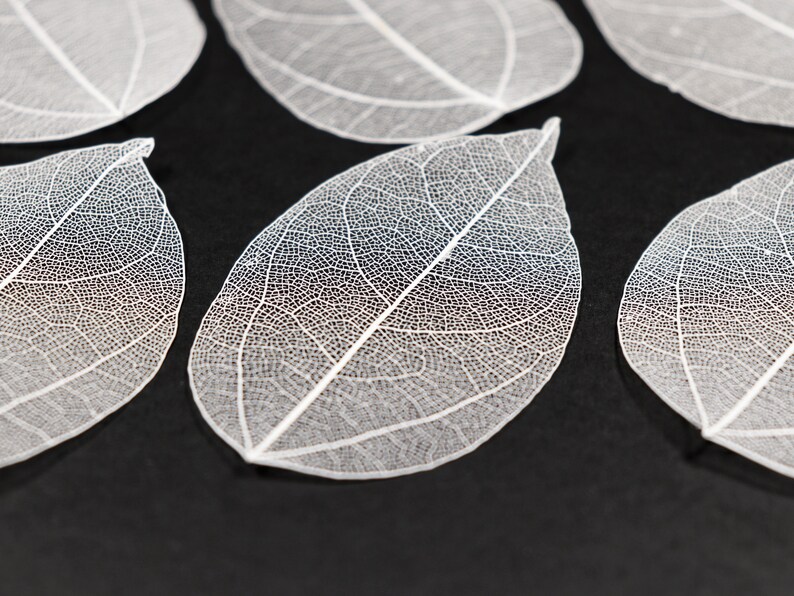 White See-through Flat Vein Skeleton Leaves for Crafts, Resin, Journals, Scrapbooking, Cardmaking 6 pcs Lacy Leaf image 3