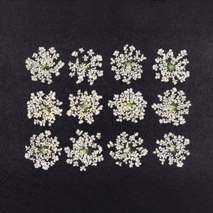 Petites fleurs pressées en dentelle blanche pour travaux manuels, résine, journal, scrapbooking, fabrication de cartes - 12 pcs fleurs d'évêque séchées