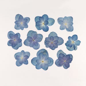 Fleurs pressées pour travaux manuels, résine, carnet de notes, scrapbooking, fabrication de cartes - 10 pcs fleurs d'hortensia bleu multipétale séchées