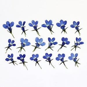 Petites fleurs bleues pressées pour travaux manuels, résine, carnet de notes, scrapbooking, fabrication de cartes - 18 pcs fleurs de lobélie naturelles stabilisées