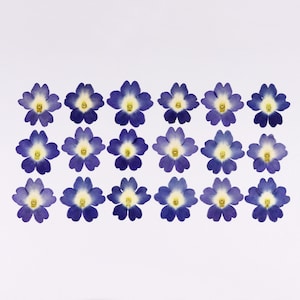 Fleurs bleu clair pressées pour travaux manuels, résine, carnet de notes, scrapbooking, fabrication de cartes - 18 pcs verveine séchée bleue