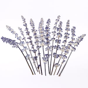Fleurs bleues pressées pour travaux manuels, résine, carnet de notes, scrapbooking, fabrication de cartes - 12 pcs sauge bleue séchée