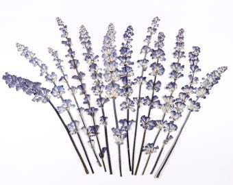 Fleurs bleues pressées pour travaux manuels, résine, carnet de notes, scrapbooking, fabrication de cartes - 12 pcs sauge bleue séchée