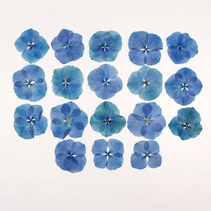 Fleurs bleues pressées pour travaux manuels, résine, journal, scrapbooking, fabrication de cartes - 18 pcs fleurs d'hortensia séchées