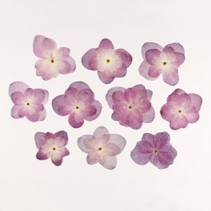 Fleurs violet clair pressées pour travaux manuels, résine, journal, scrapbooking, fabrication de cartes - 10 fleurs d'hortensia multipétales séchées